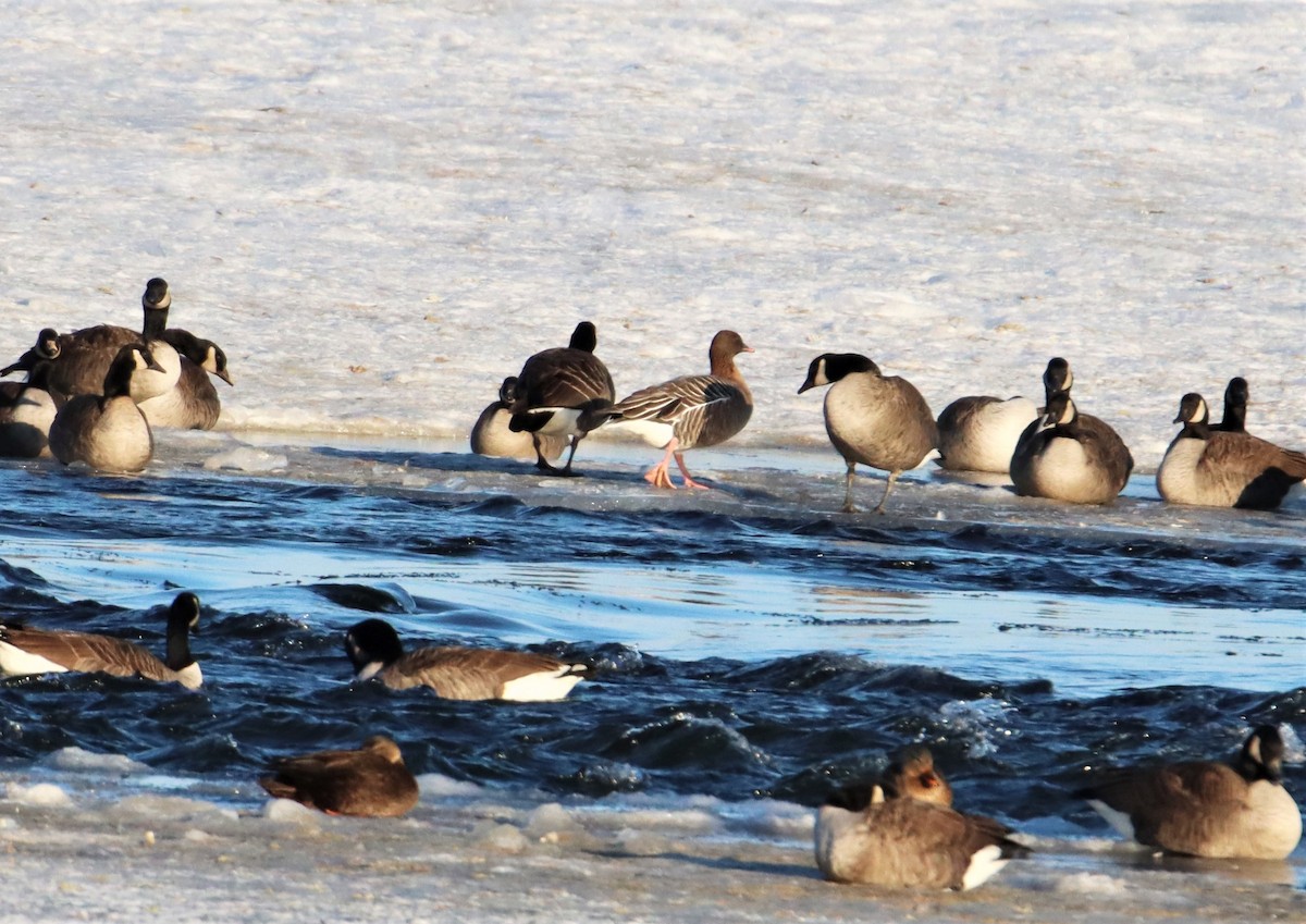 Pink-footed Goose - ML290866621