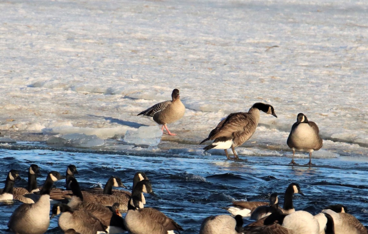 Pink-footed Goose - ML290866631