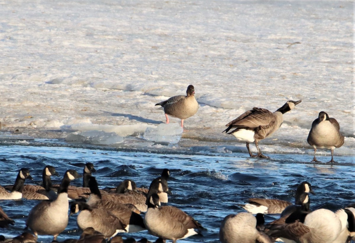 Pink-footed Goose - ML290866641