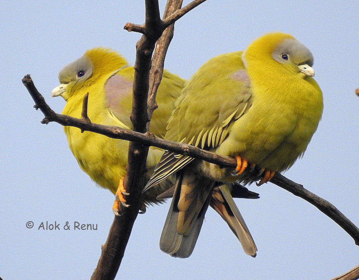 Yellow-footed Green-Pigeon - ML290866841