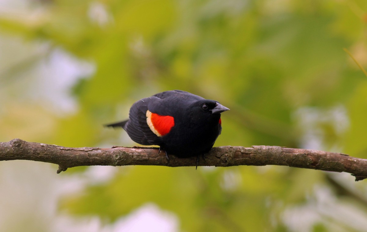 Red-winged Blackbird - ML29086801