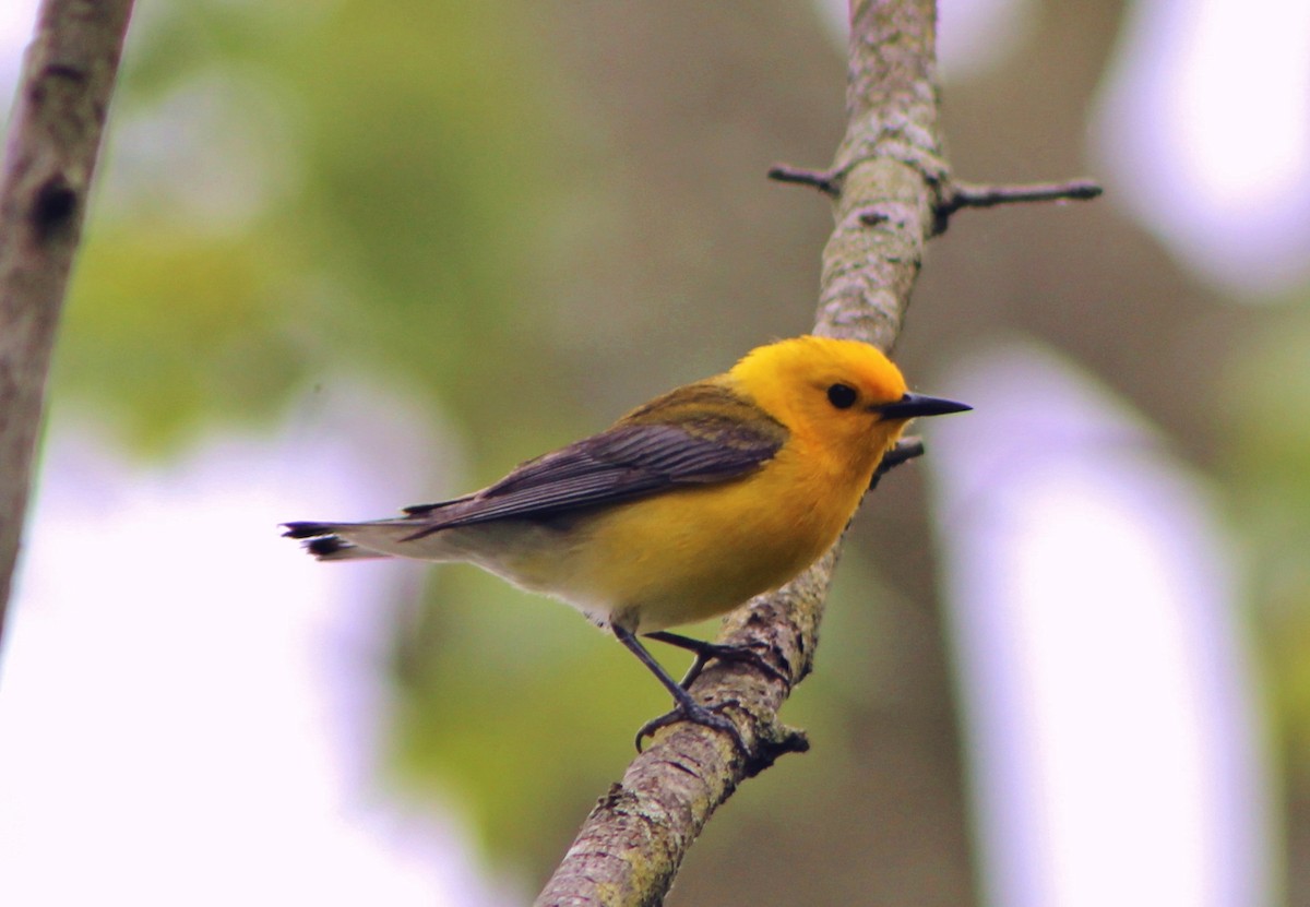 Prothonotary Warbler - ML29086811