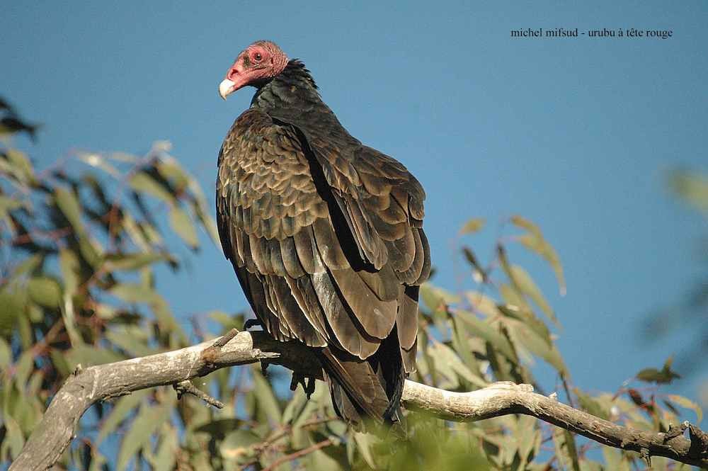 Turkey Vulture - ML290868251