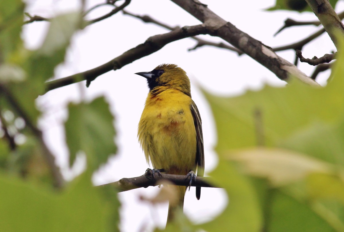 Orchard Oriole - ML29086871