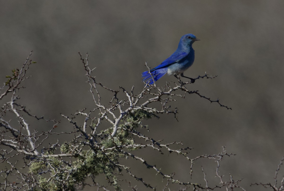 Mountain Bluebird - ML290868981