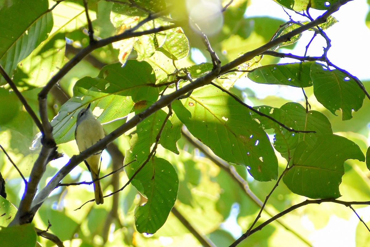 Small Minivet - ML290869811