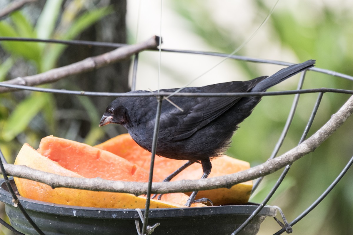 Shiny Cowbird - Luiz Carlos Ramassotti