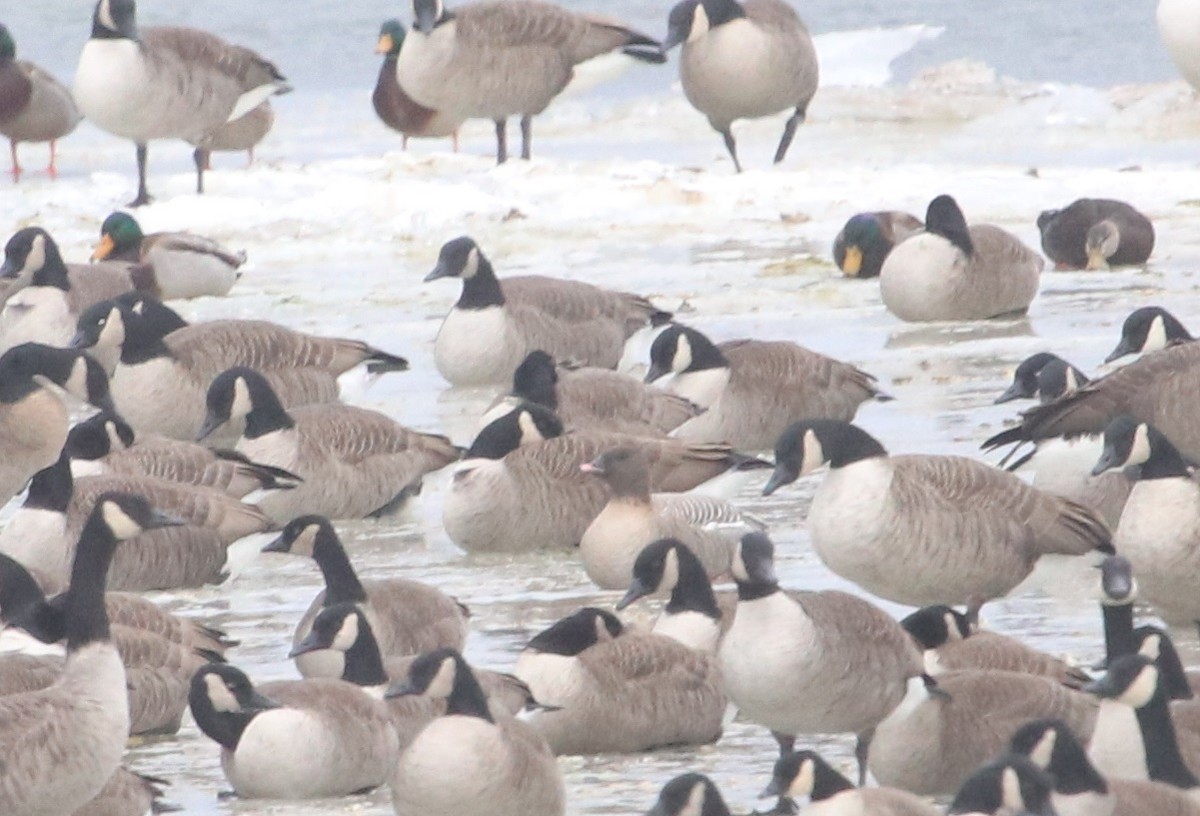 Pink-footed Goose - ML290870561