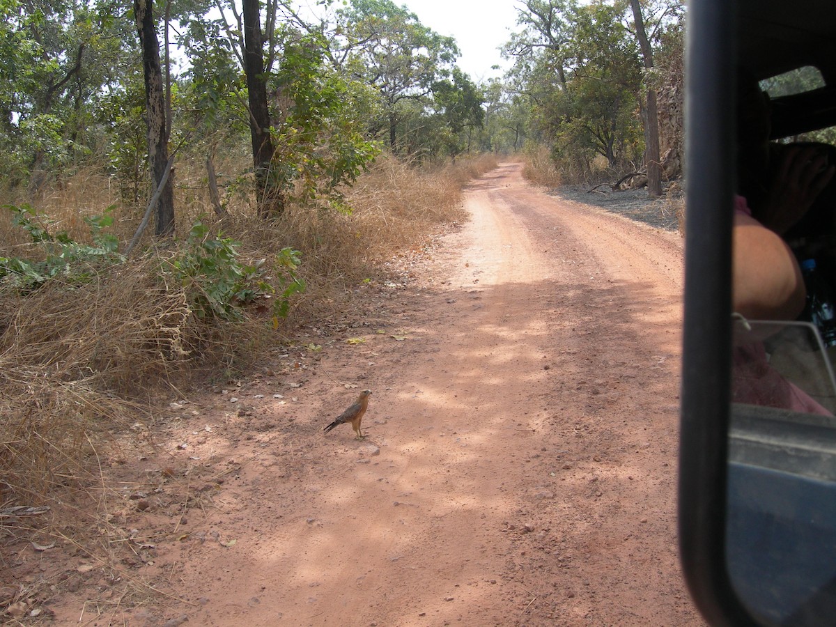 Grasshopper Buzzard - ML290872091