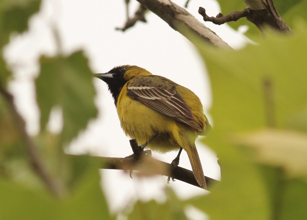 Orchard Oriole - ML29087291