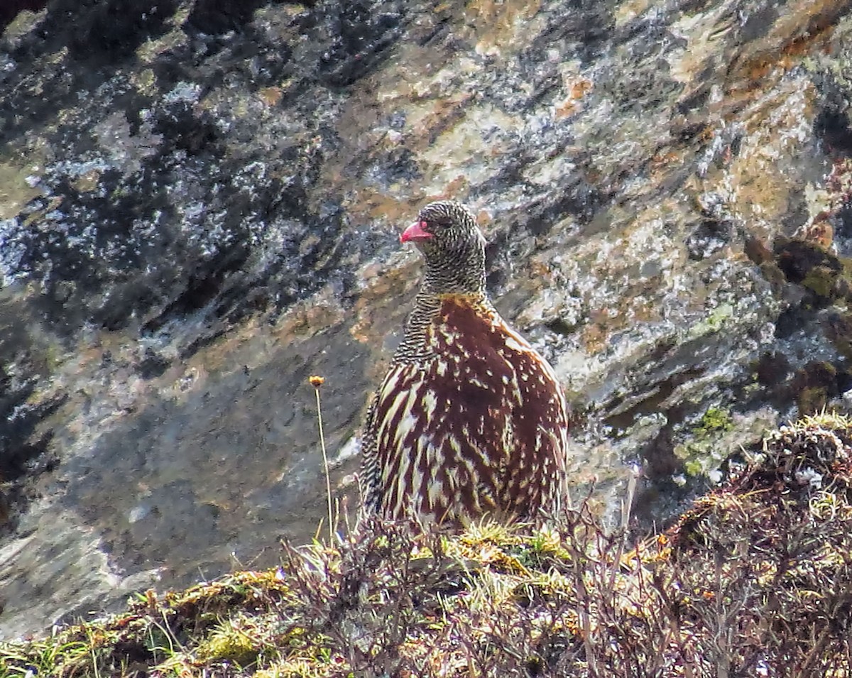 Snow Partridge - ML290872991