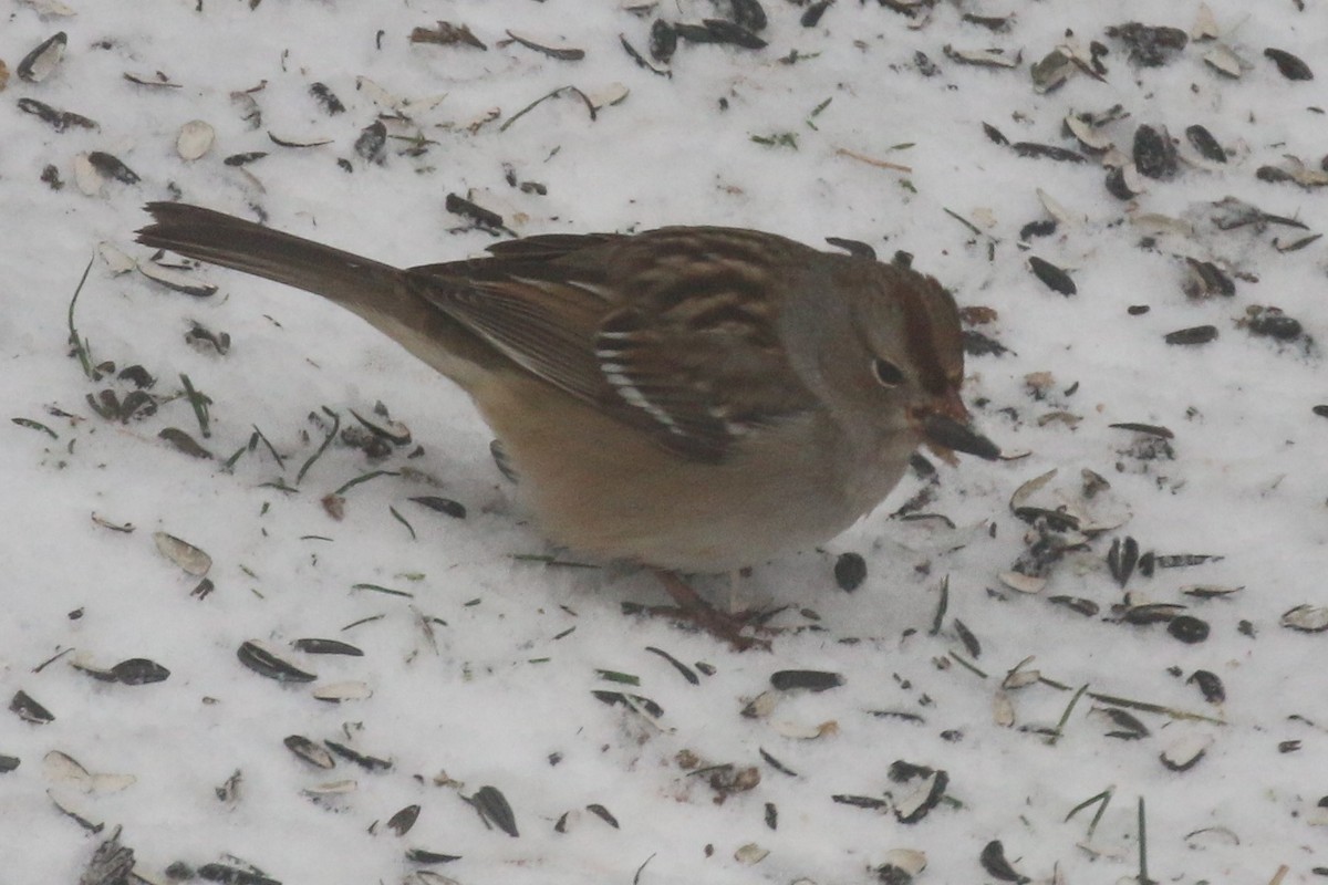 White-crowned Sparrow - ML290873581