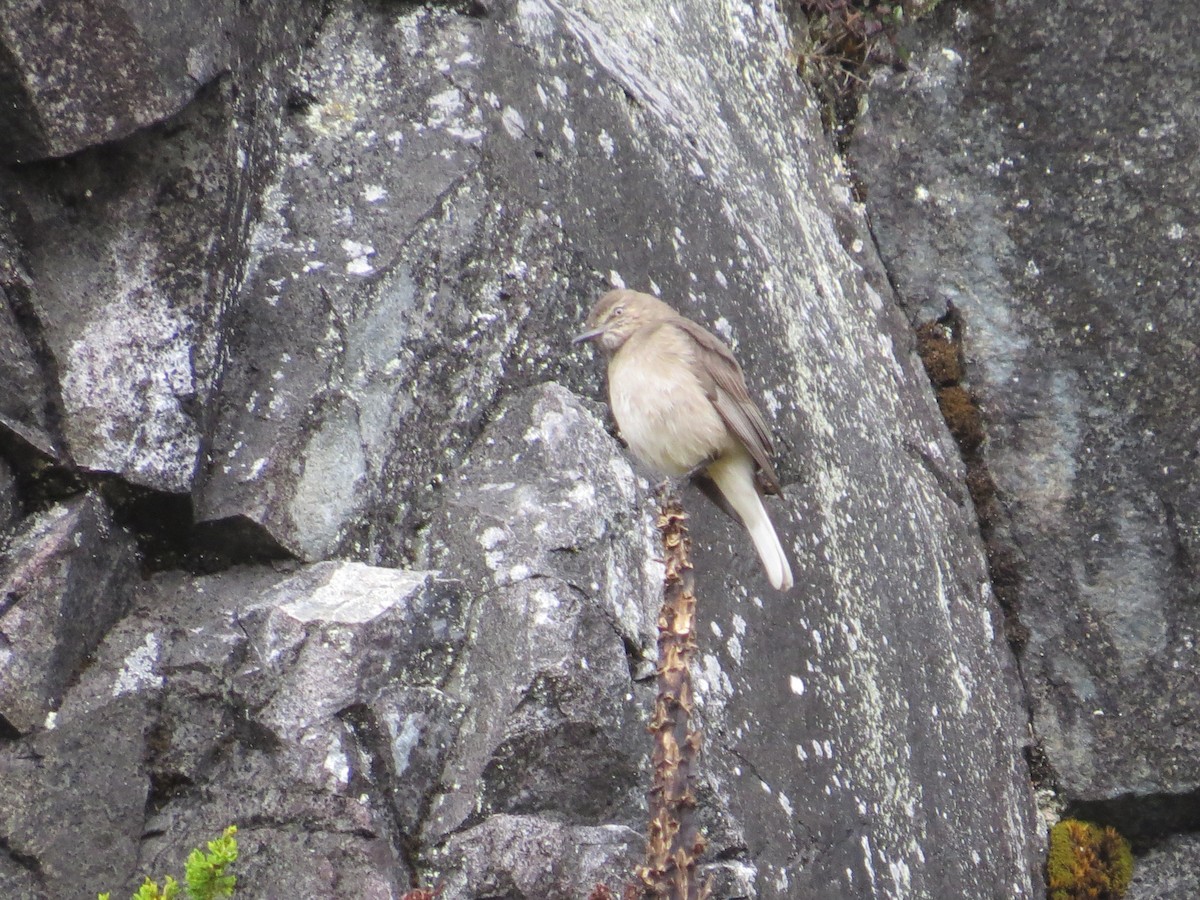 Black-billed Shrike-Tyrant - ML290873991