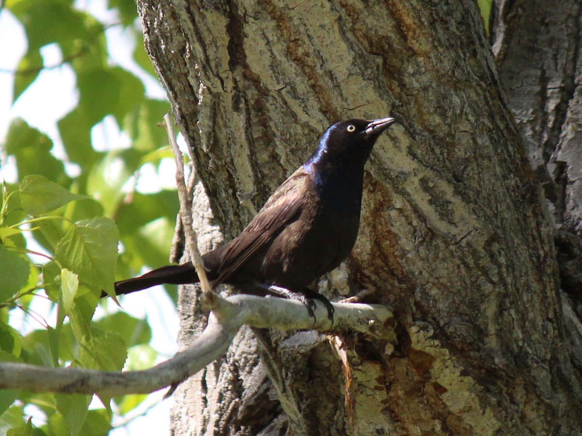 Common Grackle (Bronzed) - ML29087481