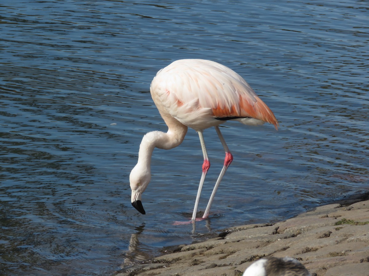 Chilean Flamingo - ML290874851