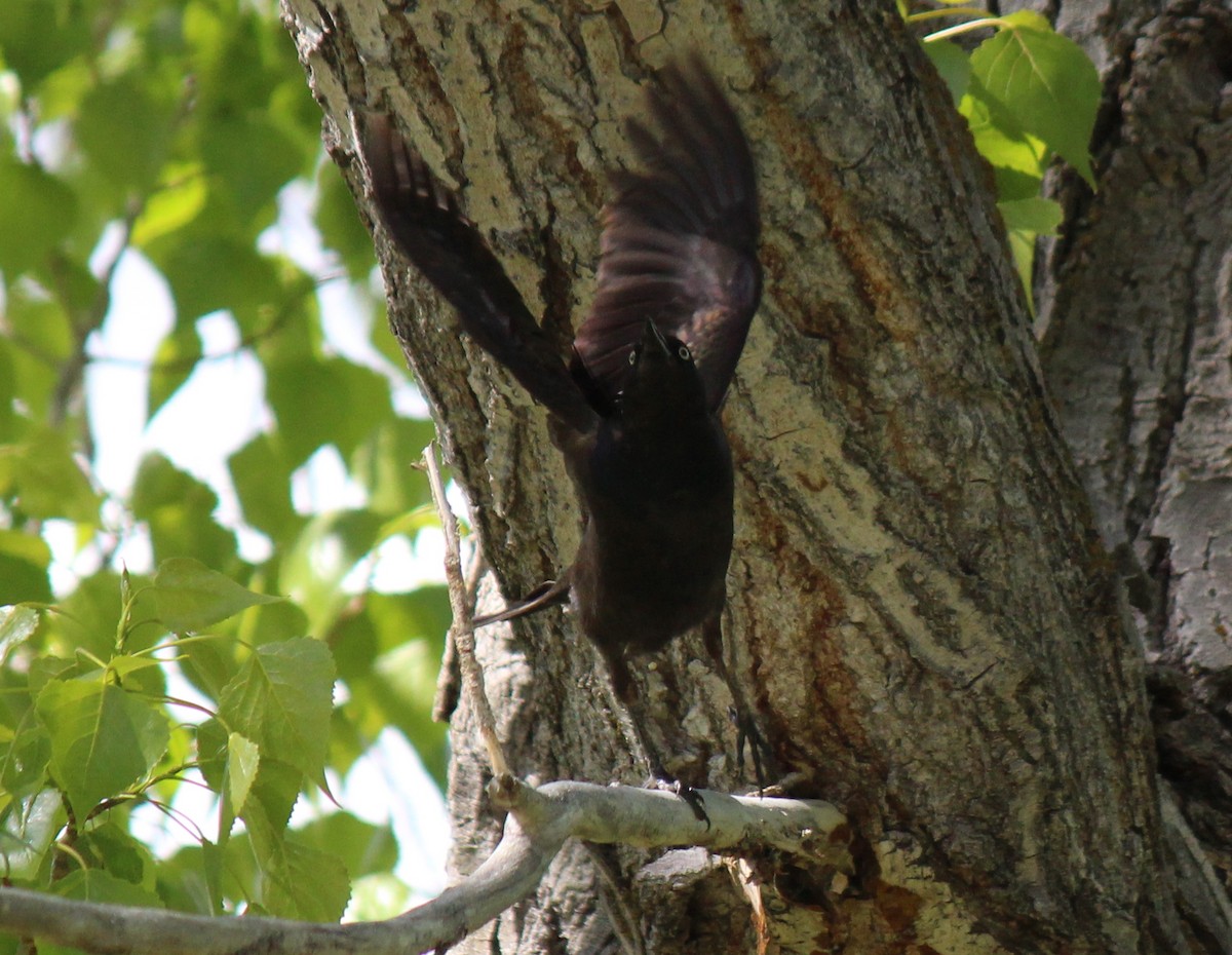 Common Grackle (Bronzed) - ML29087501