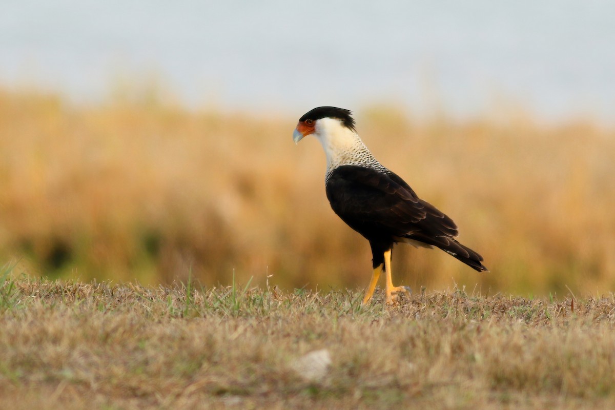 Caracara huppé (cheriway) - ML290875261