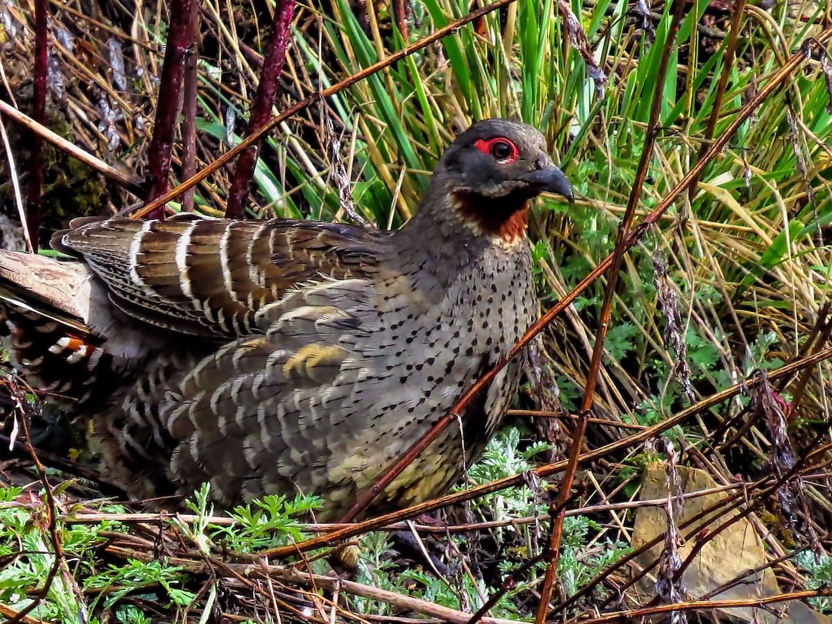 Chestnut-throated Monal-Partridge - ML290876961