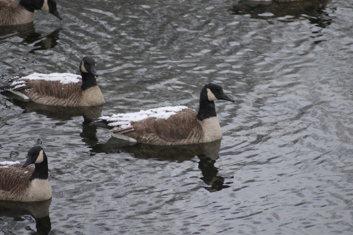 Canada Goose - ML290877161