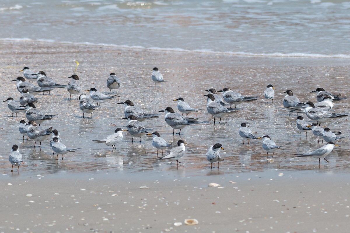 Common Tern - Jeremy Yawney