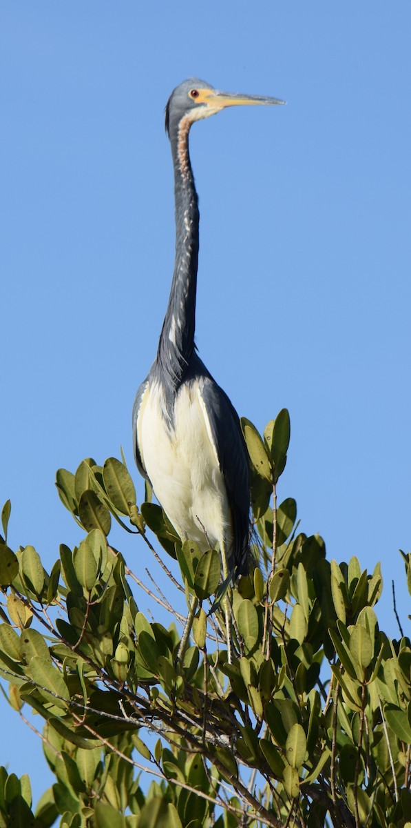 Tricolored Heron - ML290878951