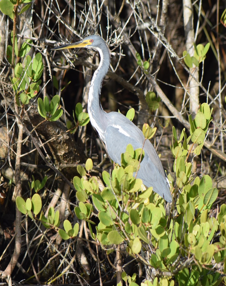Tricolored Heron - ML290878961