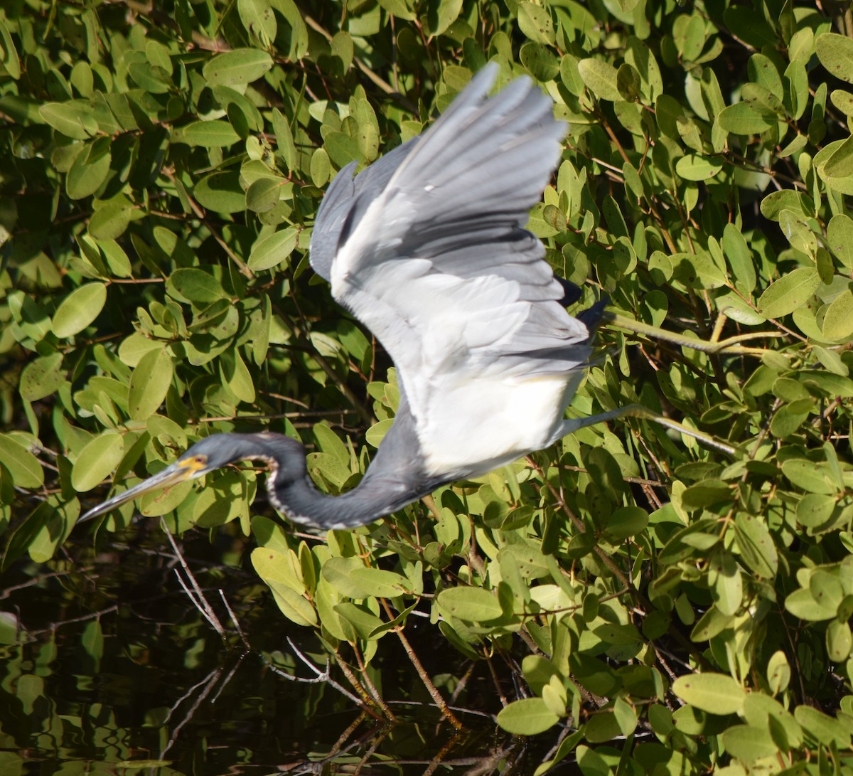 Tricolored Heron - ML290878971