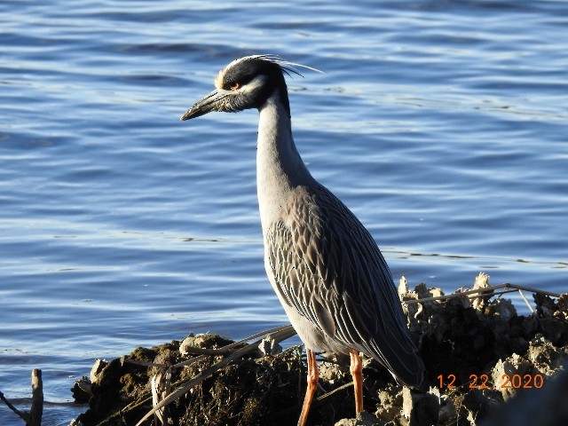 Yellow-crowned Night Heron - ML290880981