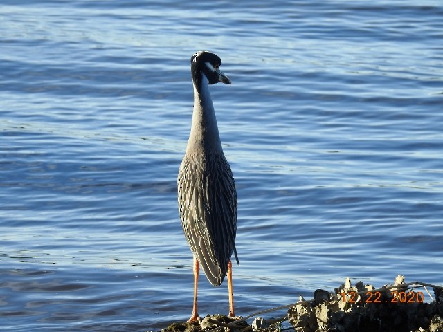 Yellow-crowned Night Heron - ML290880991