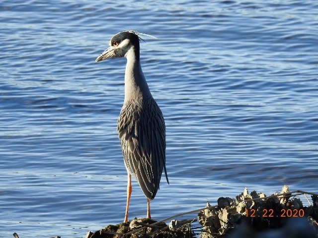 Yellow-crowned Night Heron - ML290881001