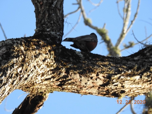 Merle d'Amérique - ML290881051