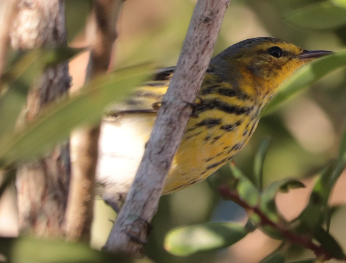 Cape May Warbler - ML290881721