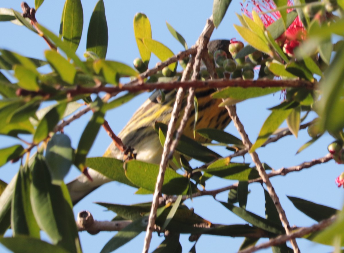 Cape May Warbler - ML290881741