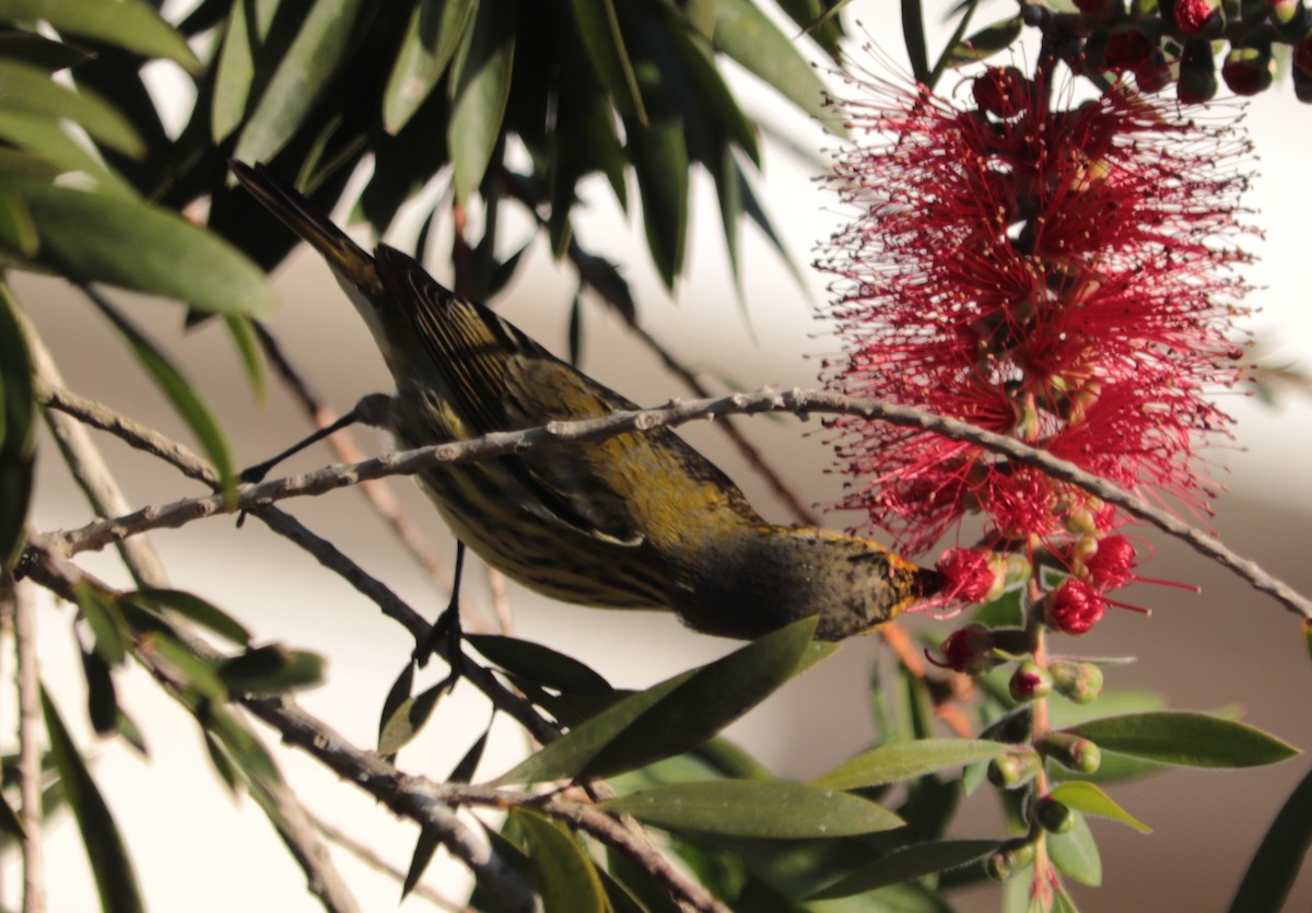 Cape May Warbler - ML290881751