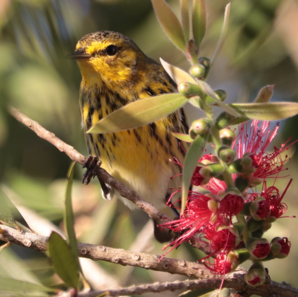 Cape May Warbler - ML290881761