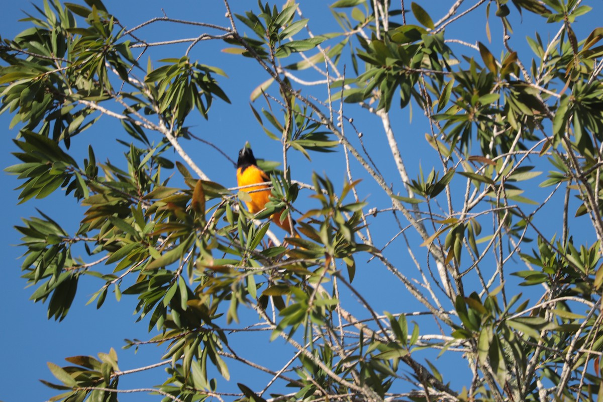 Baltimore Oriole - ML290882081