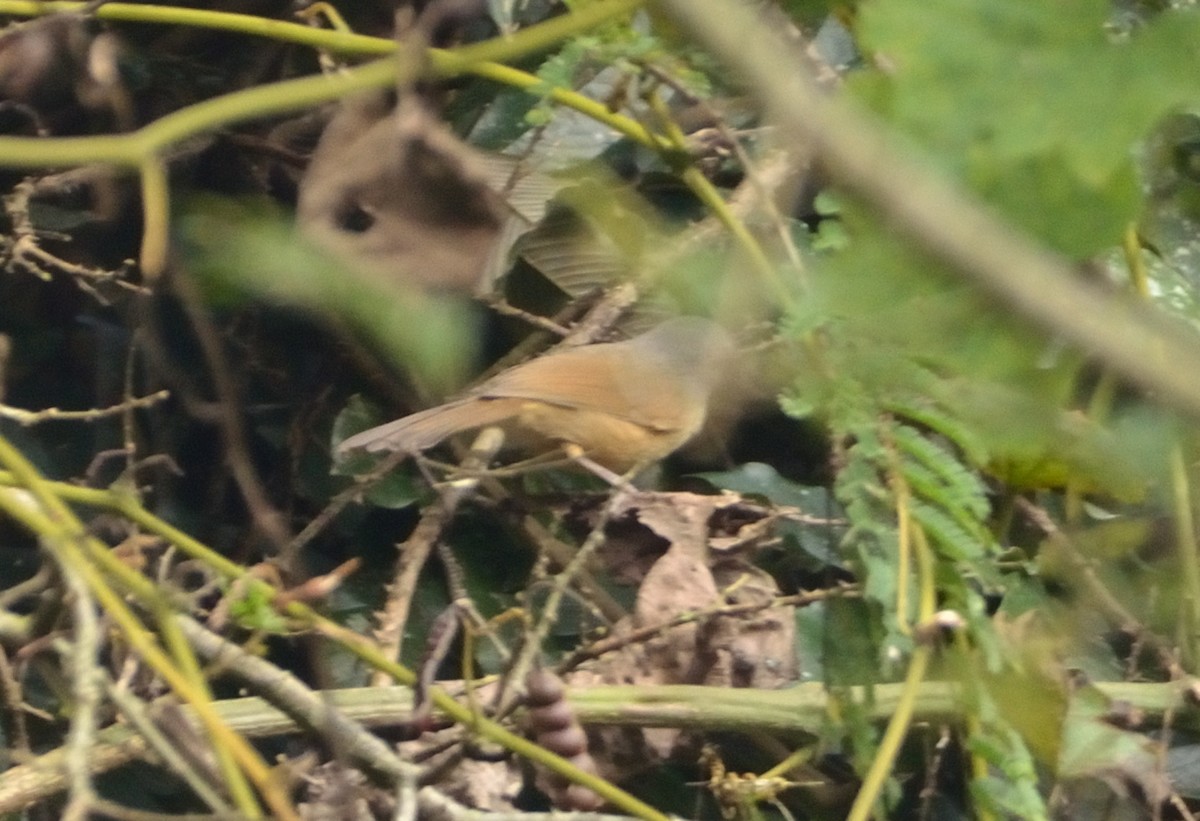 Brown-cheeked Fulvetta - ML290882881