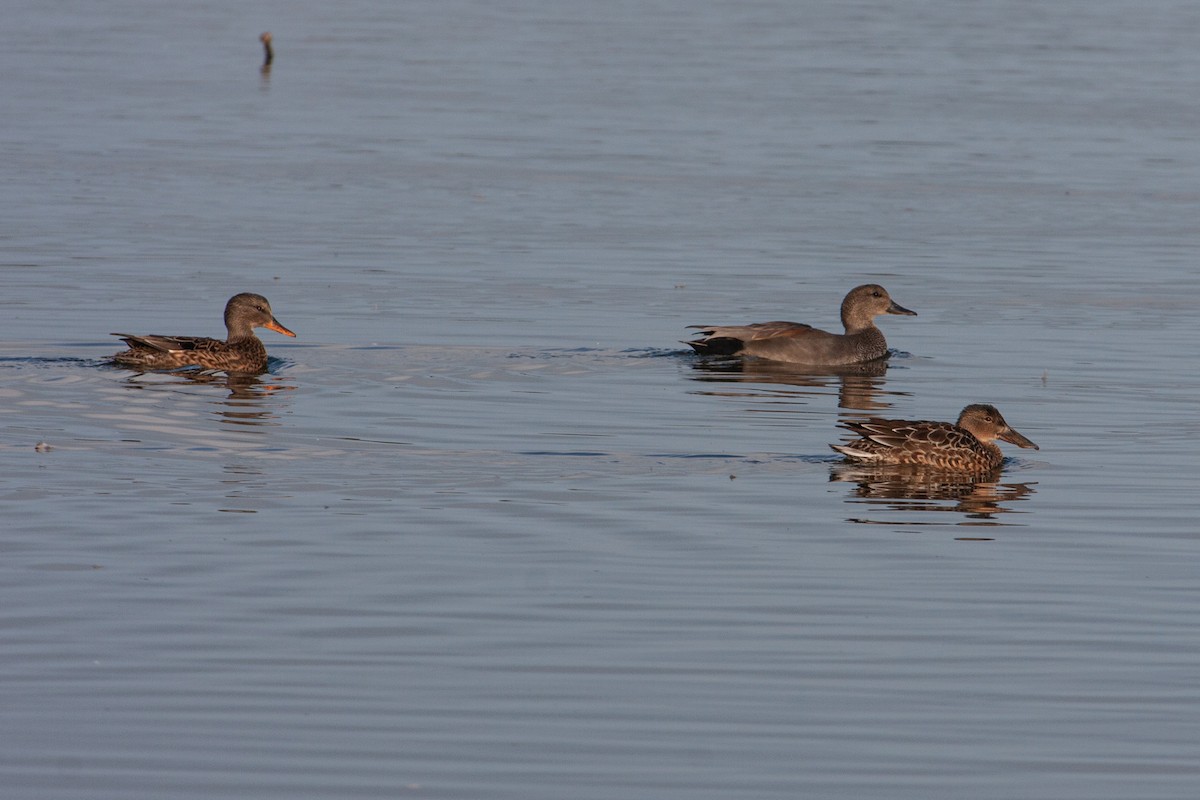 Canard chipeau - ML290884361