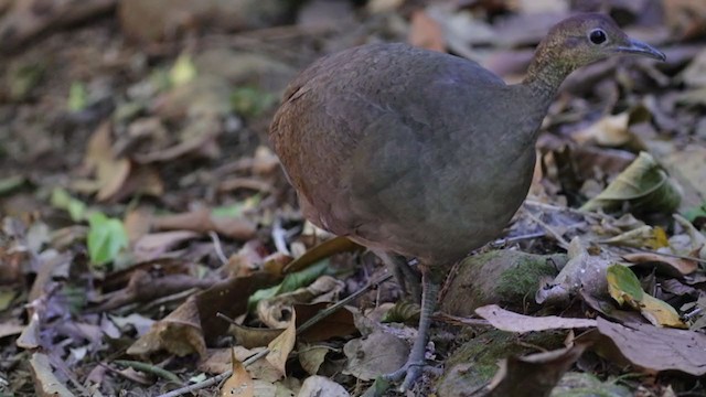 Grand Tinamou - ML290884371