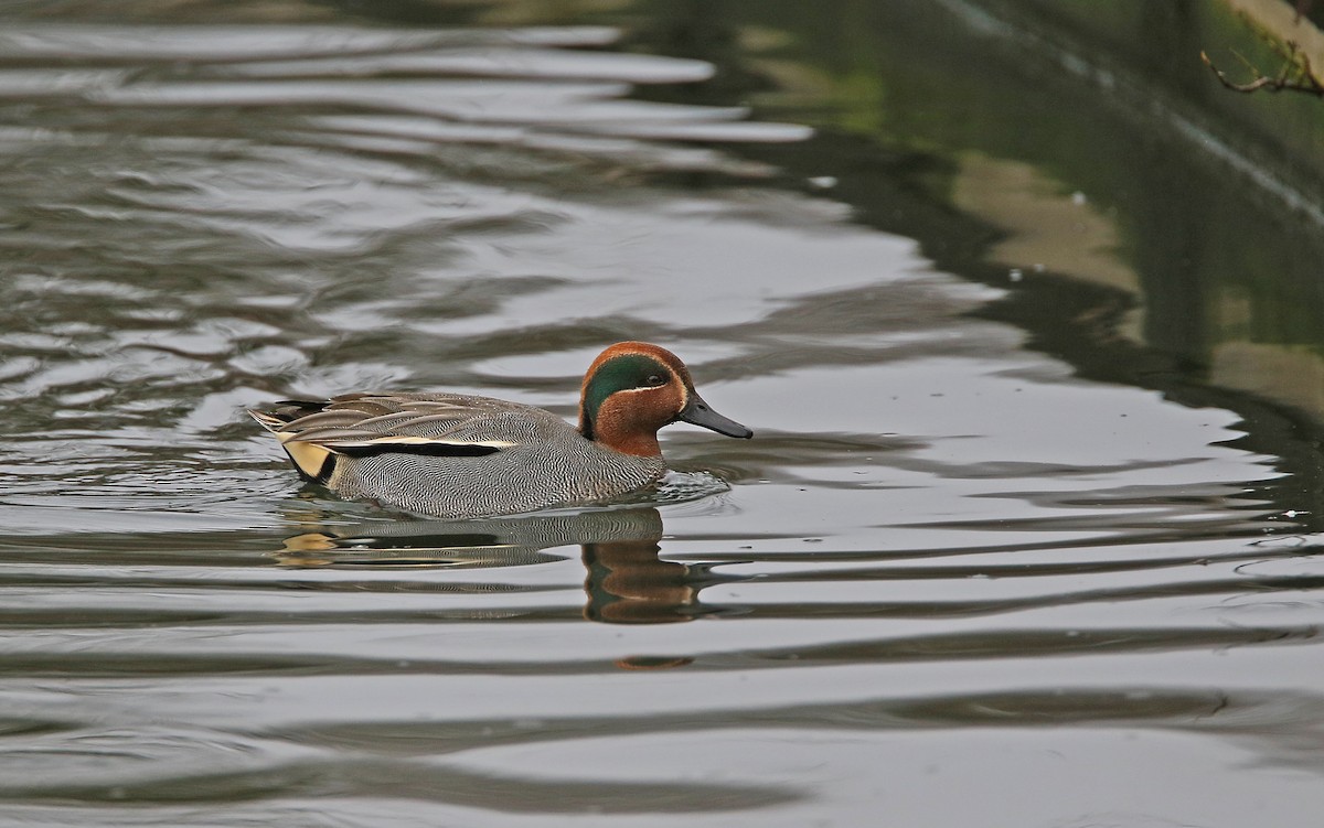 Green-winged Teal (Eurasian) - ML290884631