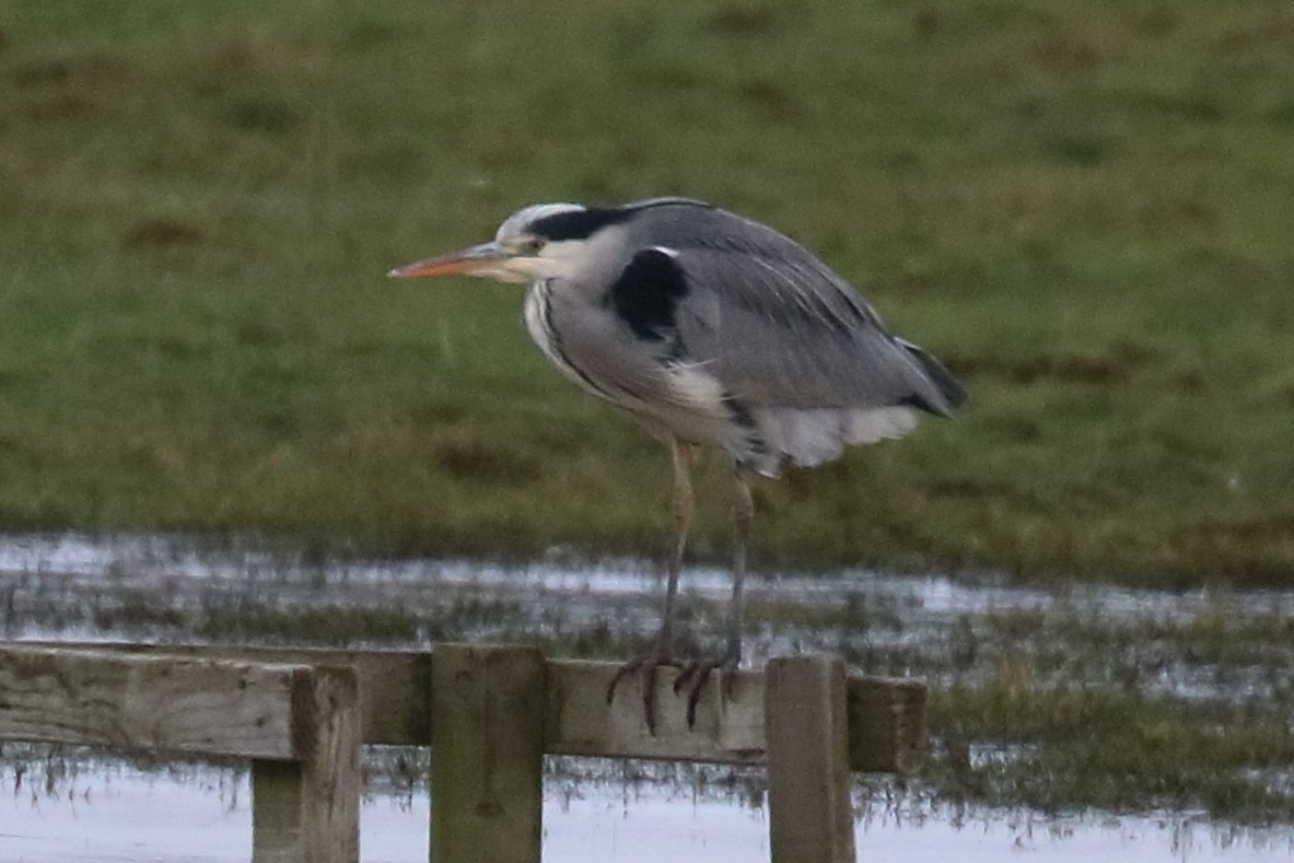 Gray Heron - ML290884901