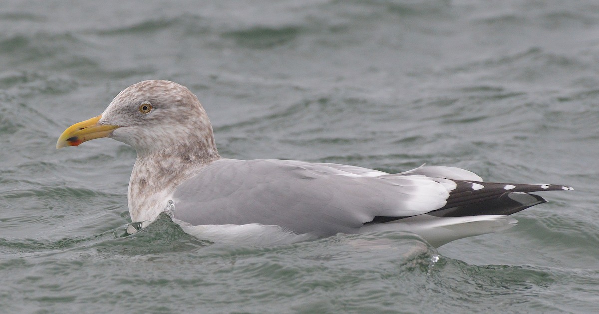 Herring Gull - ML290885791