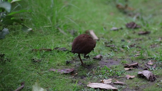 Uniform Crake - ML290885881