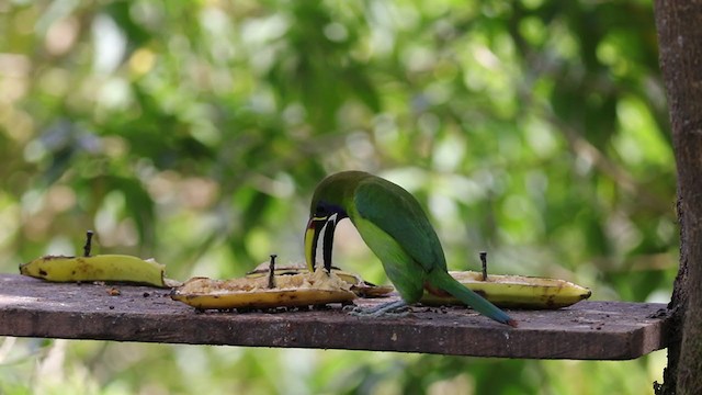 Northern Emerald-Toucanet - ML290885901