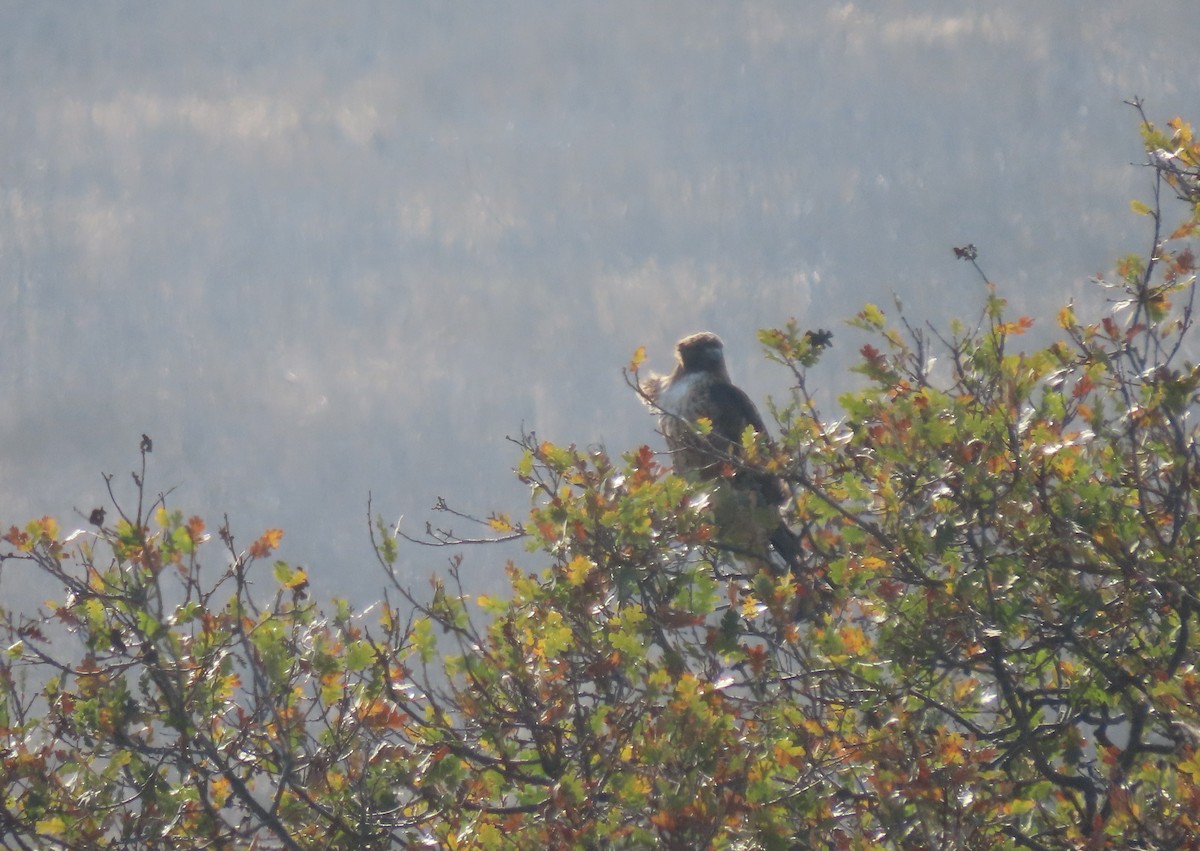 Red-tailed Hawk - ML290886751