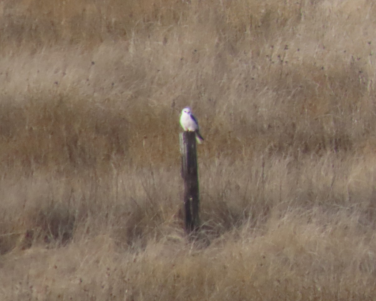 White-tailed Kite - ML290886861
