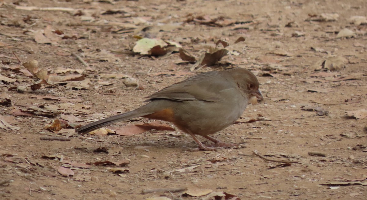 California Towhee - ML290886891