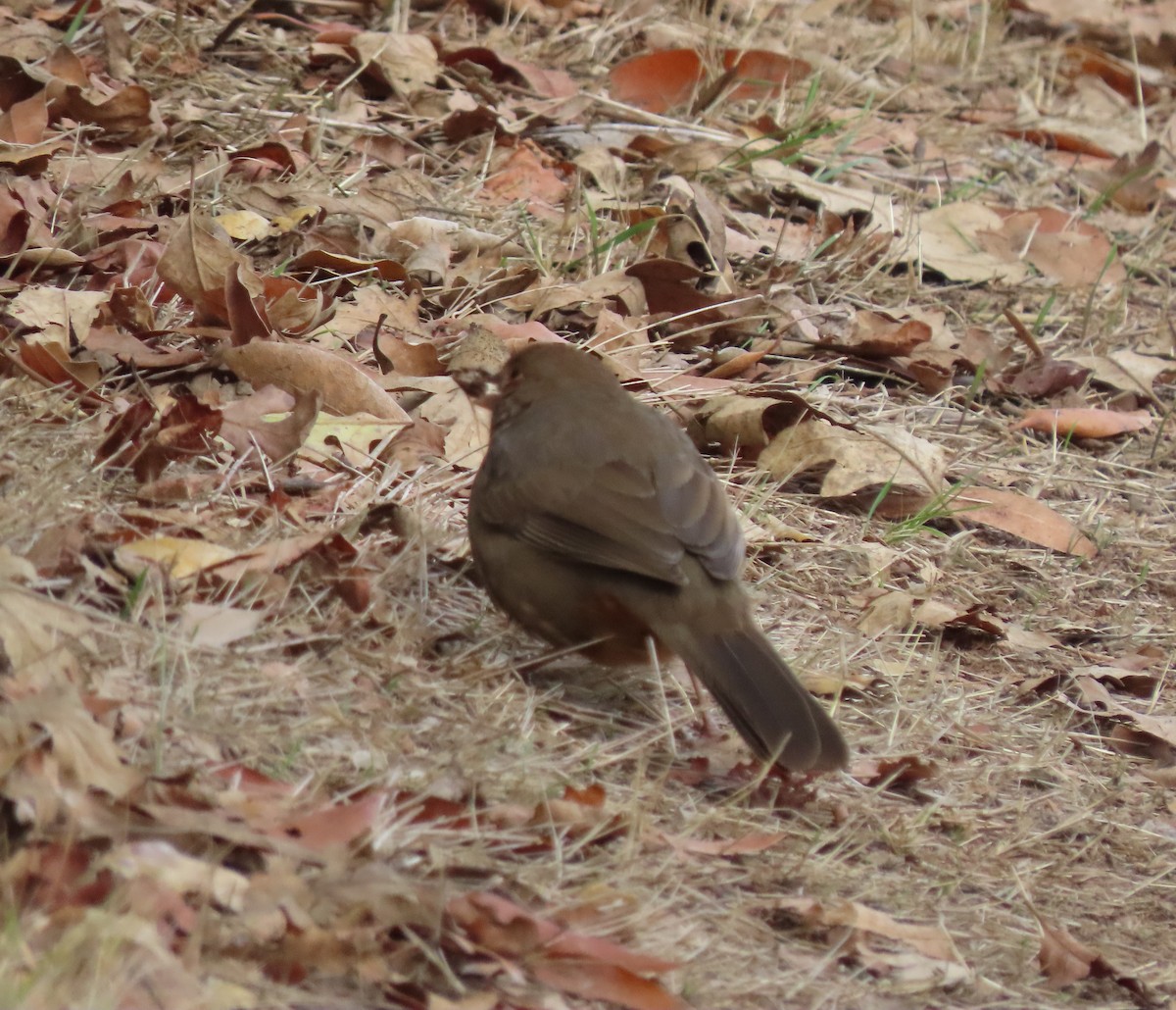 California Towhee - ML290886961