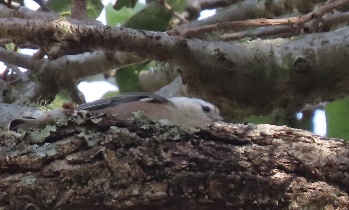 White-breasted Nuthatch - ML290886981