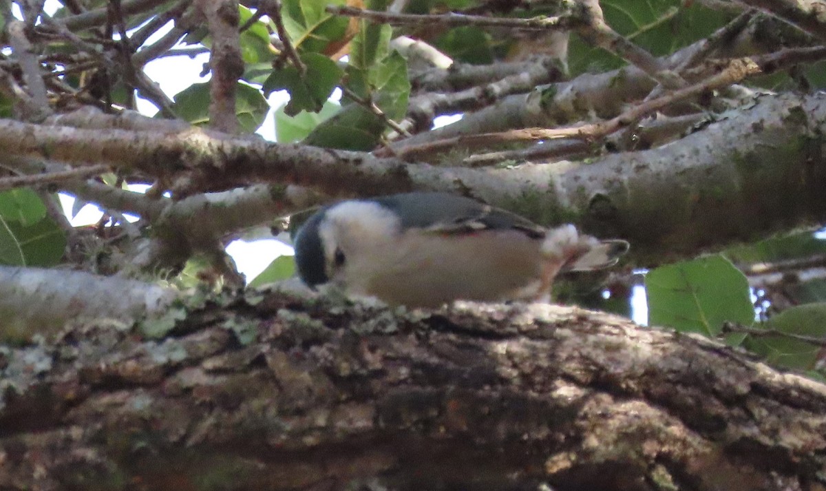 White-breasted Nuthatch - ML290887061